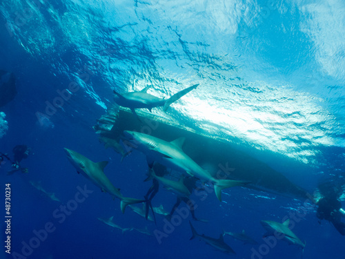 Photo: Caribbean reef shark (Carcharhinus perezi) and divers Caribbean reef shark (Carcharhinus perezi) and divers