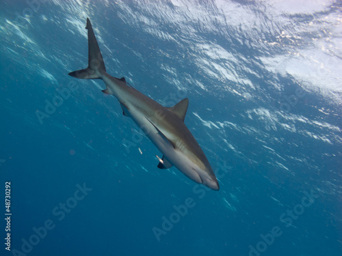 Photo: Silky shark (Carcharhinus falciformis) Silky shark (Carcharhinus falciformis)