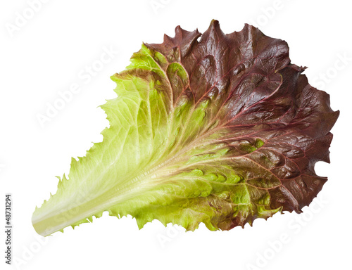 Photo: Lettuce leaf Lettuce leaf