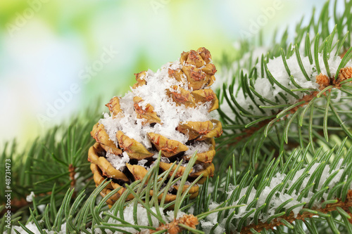 Photo: cone on fir tree with snow, close up cone on fir tree with snow, close up