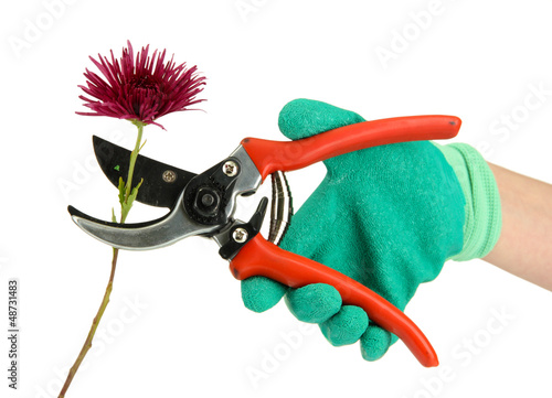 Photo: cutting flower with pruning shears isolated on white cutting flower with pruning shears isolated on white