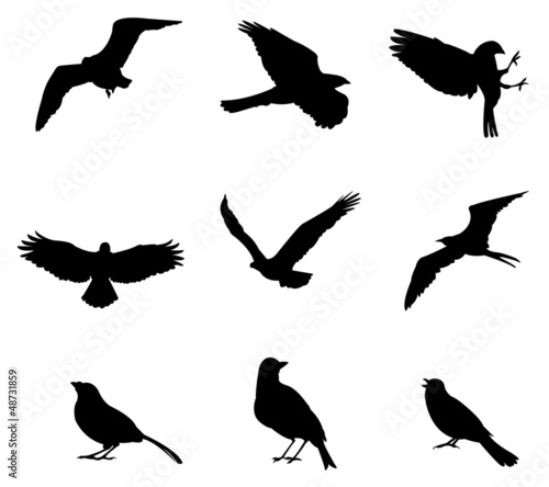 Vector: Sets of silhouette birds, create by vector Sets of silhouette birds, create by vector