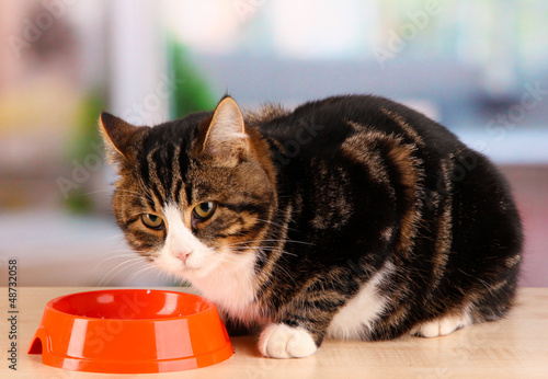 Photo: cat on table in room cat on table in room