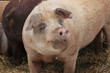 Weideschweine im Winter