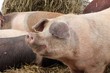 Weideschweine im Winter