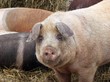 Weideschweine im Winter