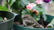 stunned bird after flying into window