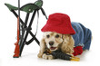 hunting dog