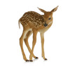 fawn