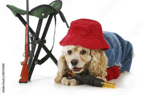 Photo: hunting dog hunting dog