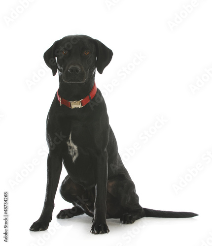 Photo: black lab cross black lab cross