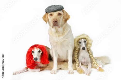Photo: Drei verkleidete Hunde Drei verkleidete Hunde