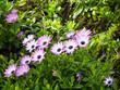 Flowers on the Balcon de Europa in Nerja Andalucia Spain