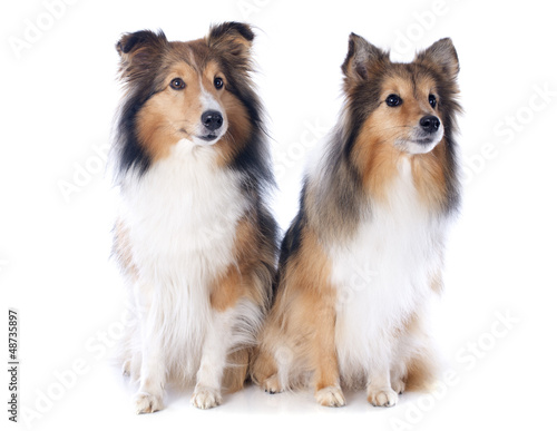 Photo: shetland dogs shetland dogs