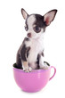 puppy chihuahua in a cup