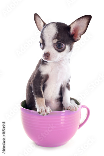 Illustration: puppy chihuahua in a cup puppy chihuahua in a cup