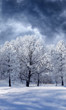 Winter Wonderland