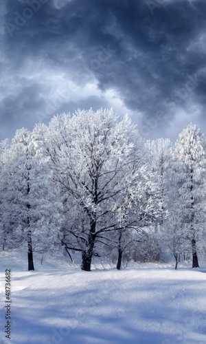 Illustration: Winter Wonderland Winter Wonderland