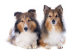 shetland dogs