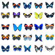 Collection de papillons sur fond blanc en haute définition