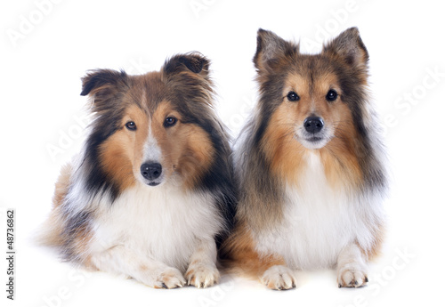 Photo: shetland dogs shetland dogs