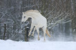Foto: Pferde - Schnee Pferde - Schnee