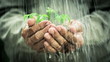 Old man`s hands holding young plant in the rain