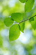 Photo: green leaves green leaves