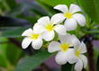 Frangipani flowers