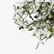 Olive tree in winter