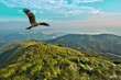 Free Flight