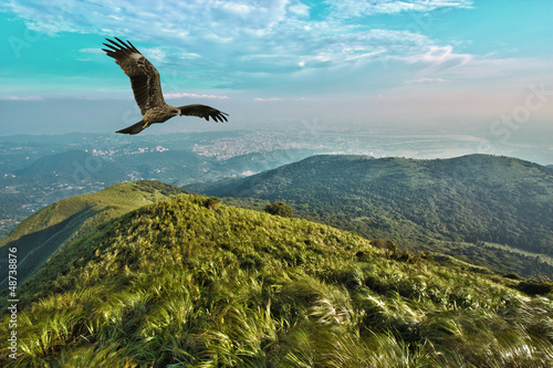 Photo: free flight free flight