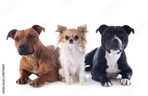 Photo: staffordshire bull terriers and chihuahua staffordshire bull terriers and chihuahua