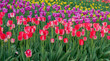 tulips spring