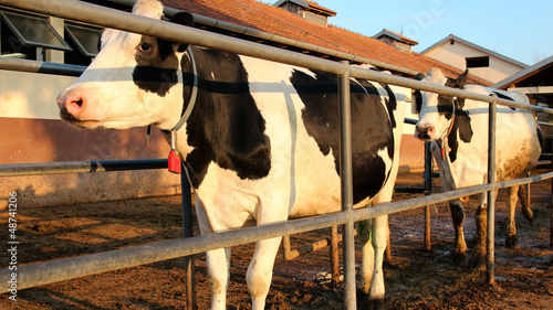 Photo: Milking Cows at a Dairy Farm Milking Cows at a Dairy Farm