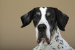 Photo: English Pointer English Pointer