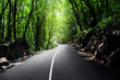 road in jungle