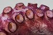 Closeup of Octopus.