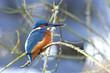 Common Kingfisher (Alcedo atthis)