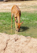 .The portrait of Sika Deer drinking some water .