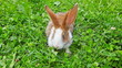 rabbit on a green lawn