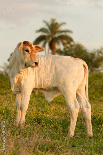 Photo: zebu calf zebu calf