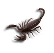 scorpione in fondo bianco
