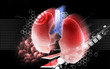 human lungs