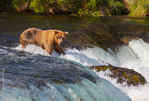 Photo: Bear on Alaska Bear on Alaska