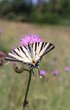 Swallowtail