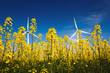 Foto: rapeseed flower and wind energy rapeseed flower and wind energy