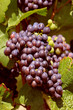 Grappe de raisins