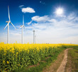 rapeseed field with wind turbines
