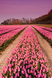 Spring tulips in Holland at dusk
